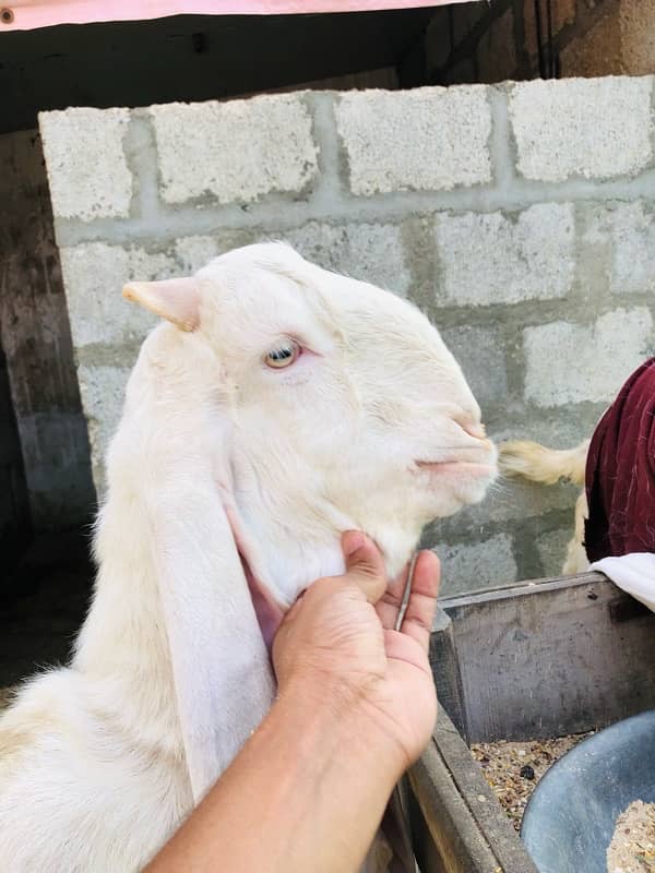 Gulabi Bakra for sale | 7 Months 2