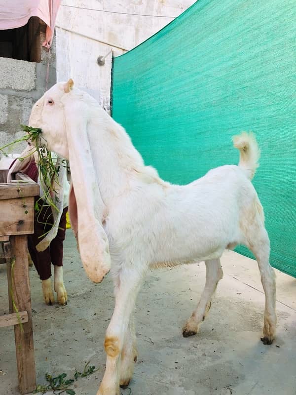 Gulabi Bakra for sale | 7 Months 3