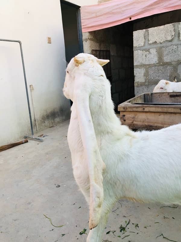 Gulabi Bakra for sale | 7 Months 4