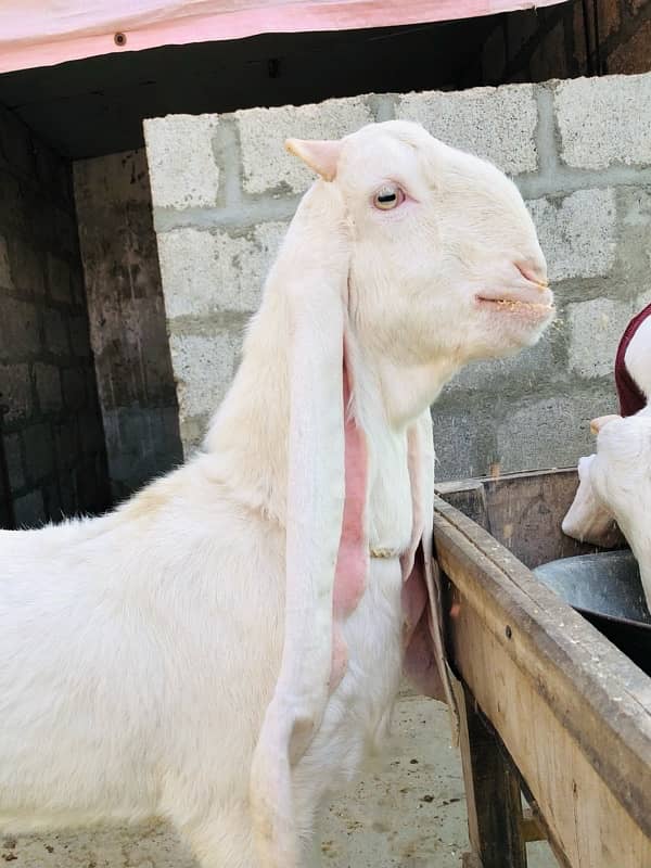 Gulabi Bakra for sale | 7 Months 6