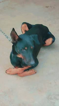 doberman dog