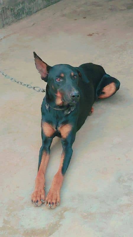 doberman dog 1