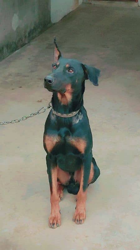 doberman dog 2