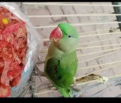 Kashmiri raw parrot/hand tame /100percent talking