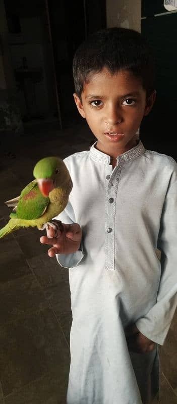 Kashmiri raw parrot/hand tame /100percent talking 1