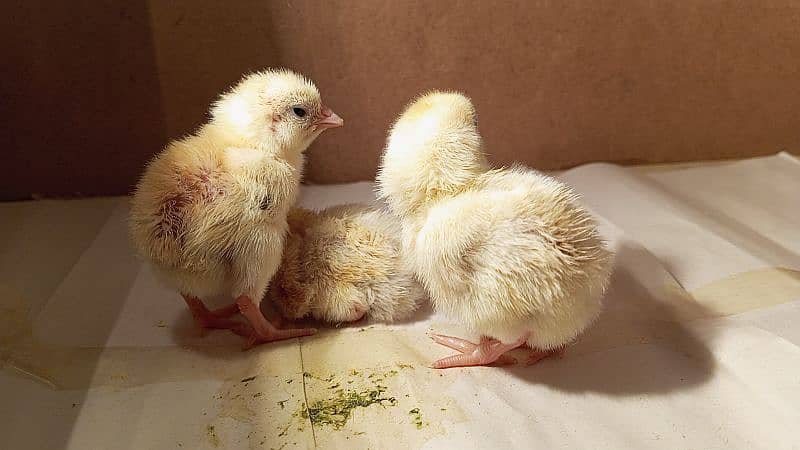 pure breeder heera  chick 2