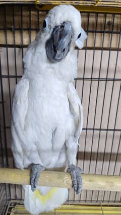 umbrella cockatoo