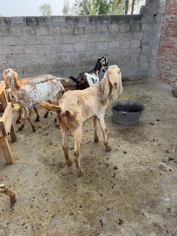 Pure Makhi Cheeni Breed Goats for Sale 2