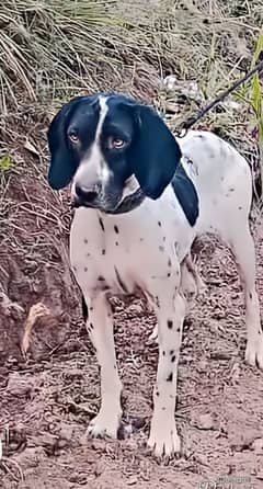 pointer female for sale