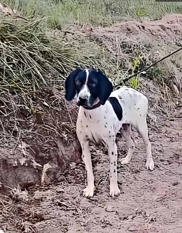 pointer female for sale 1