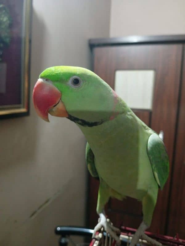 parrot 1