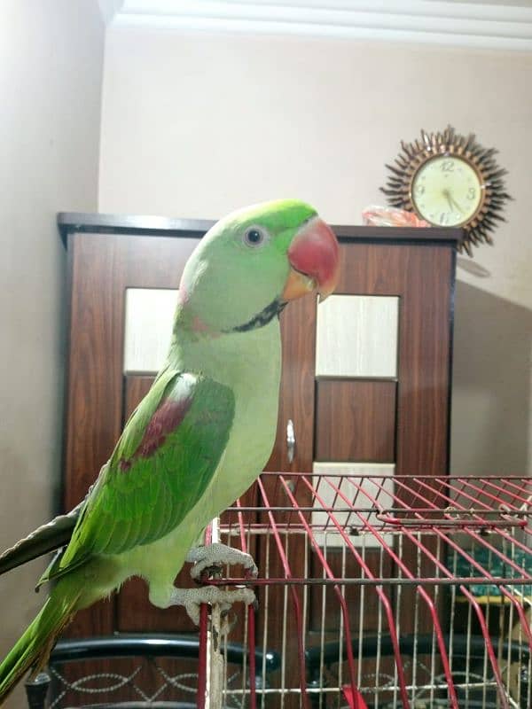 parrot 2