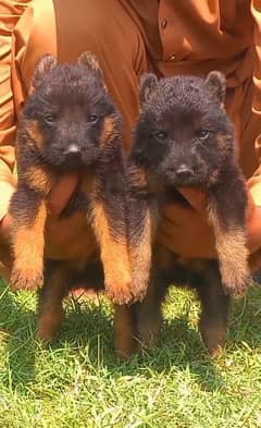 German Shepherd puppy | puppies | GSD | gsd Dog Puppies