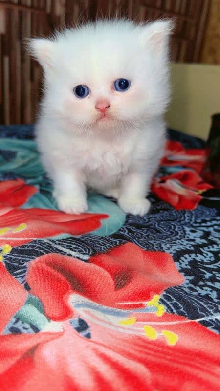 persian breed kitten home trained 0