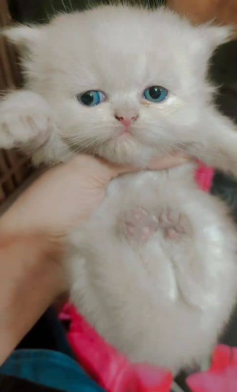 persian breed kitten home trained 1