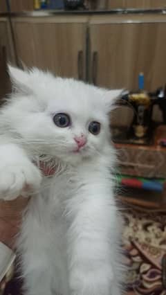 Persian cat