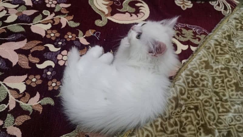 Persian cat 2