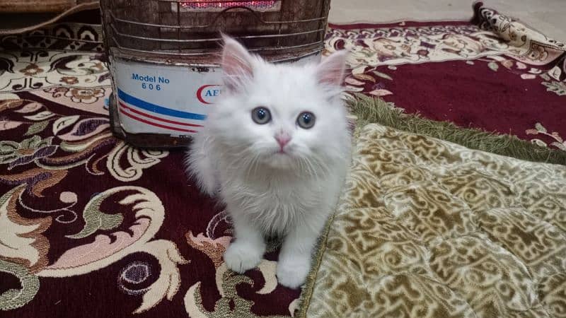 Persian cat 3