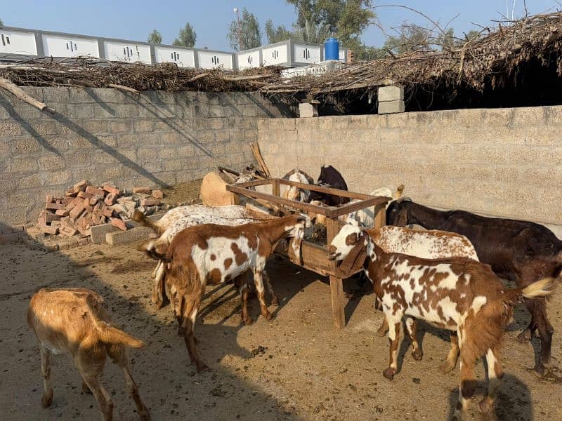 Pure Makhi Cheeni Breed Goats for sale 6