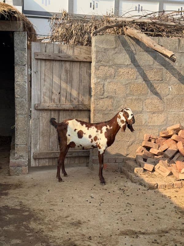 Pure Makhi Cheeni Breed Goats for sale 7