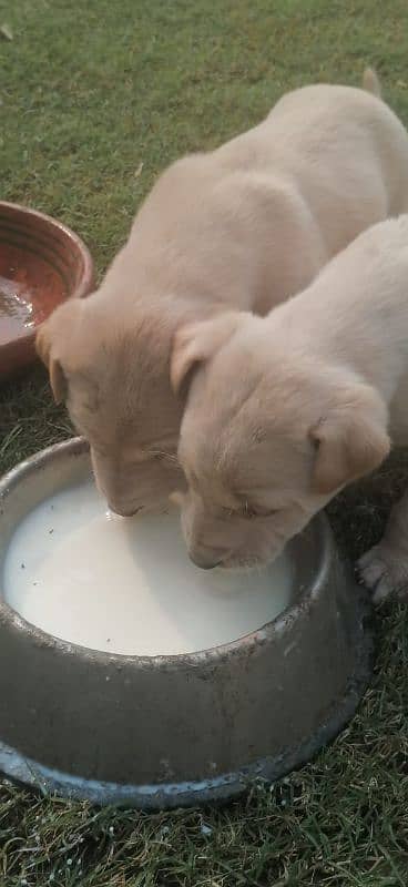 2 Female Dogs for sale 1