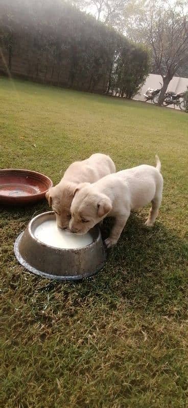 2 Female Dogs for sale 2