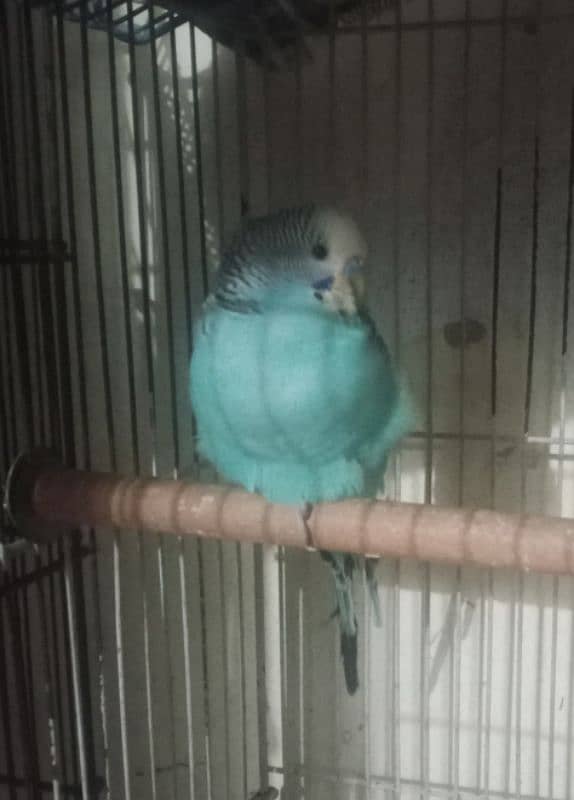 Budgies with Babies and Fertile Eggs for sale 0