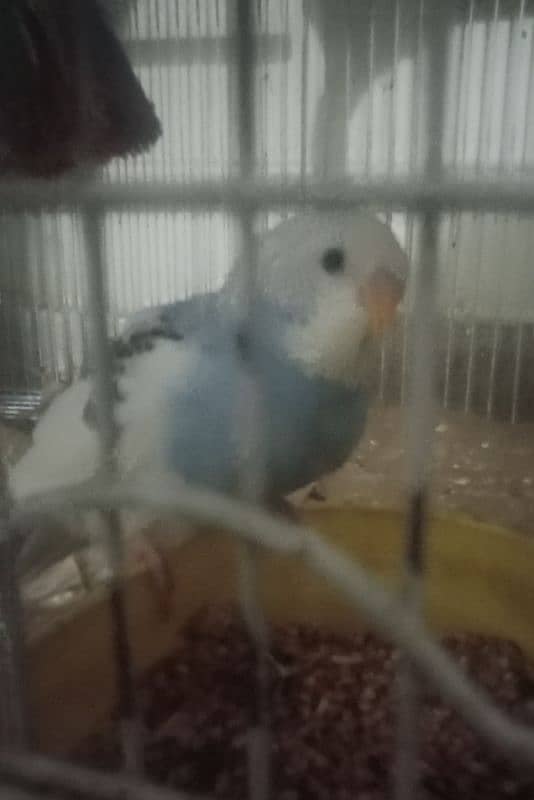 Budgies with Babies and Fertile Eggs for sale 2