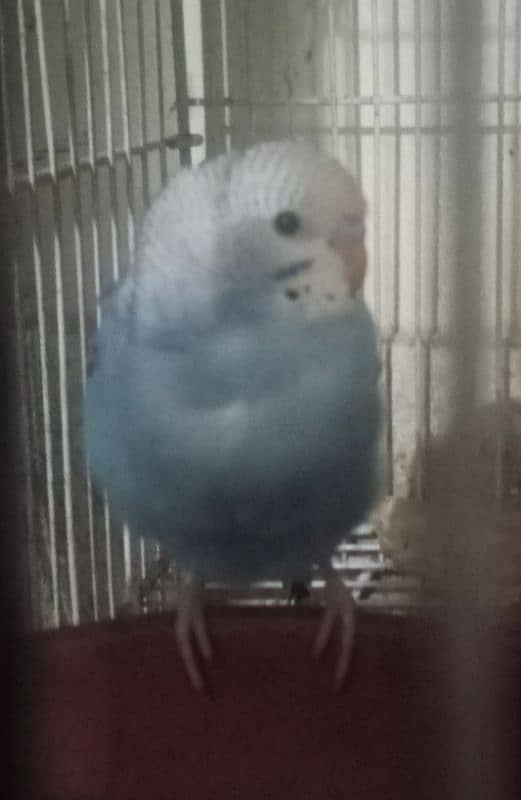 Budgies with Babies and Fertile Eggs for sale 3