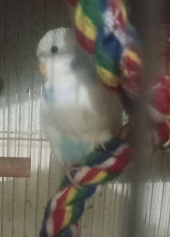 Budgies with Babies and Fertile Eggs for sale 4