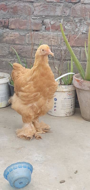 golden buff female 3