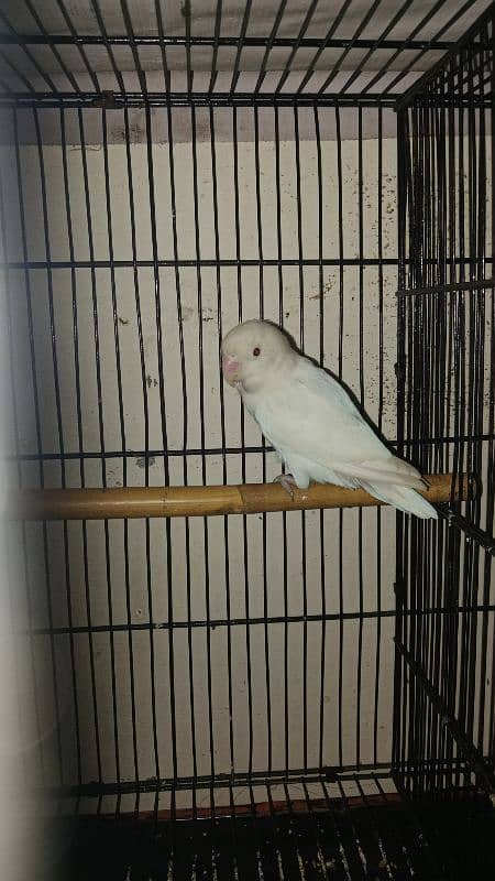 Albino red eye split breader male. 2