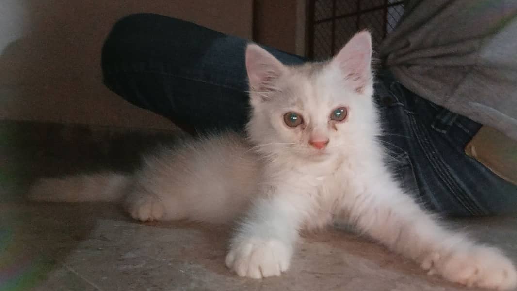 Persian male Cat available. 0