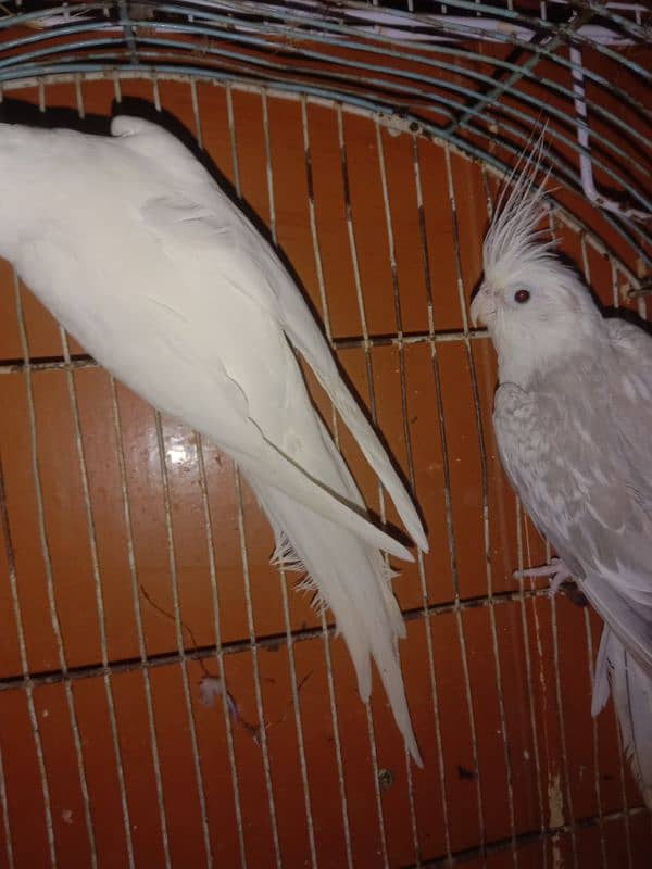 Cocktail Breeder Pair Parrot ino Pied Female and ino female 1