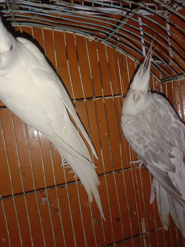 Cocktail Breeder Pair Parrot ino Pied Female and ino female 2