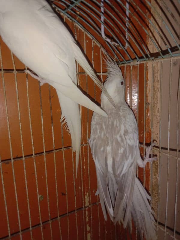 Cocktail Breeder Pair Parrot ino Pied Female and ino female 3