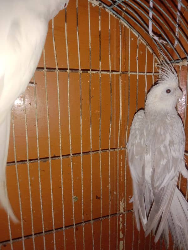 Cocktail Breeder Pair Parrot ino Pied Female and ino female 4