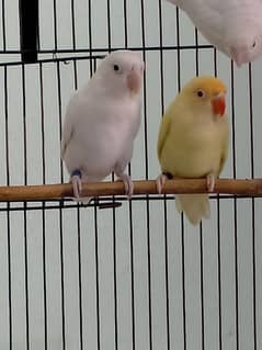 Love Bird / Cremino / Albino Red Eye & Split