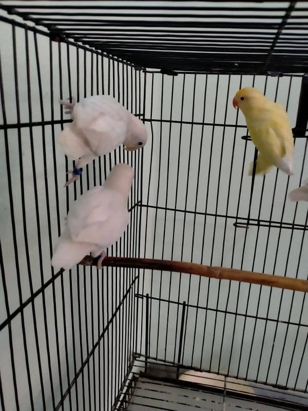 Love Bird / Cremino / Albino Red Eye & Split 1