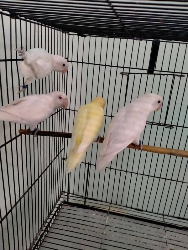 Love Bird / Cremino / Albino Red Eye & Split 2