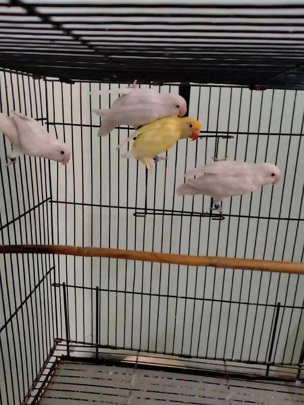 Love Bird / Cremino / Albino Red Eye & Split 3