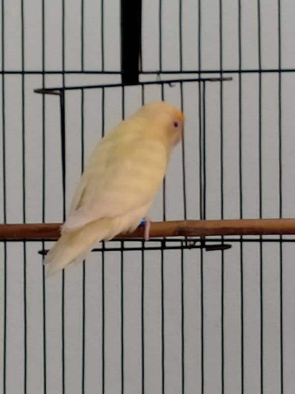 Love Bird / Cremino / Albino Red Eye & Split 4