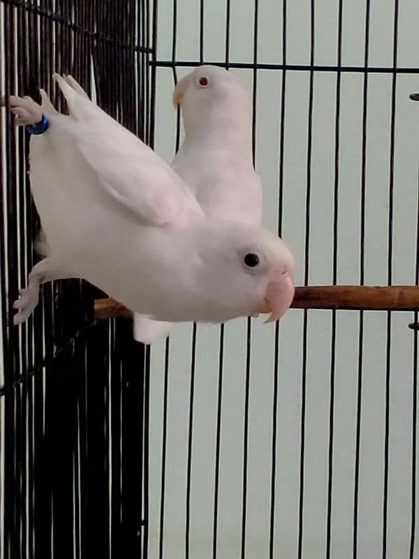 Love Bird / Cremino / Albino Red Eye & Split 5