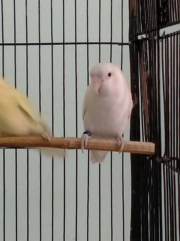 Love Bird / Cremino / Albino Red Eye & Split 6