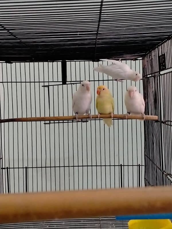 Love Bird / Cremino / Albino Red Eye & Split 7