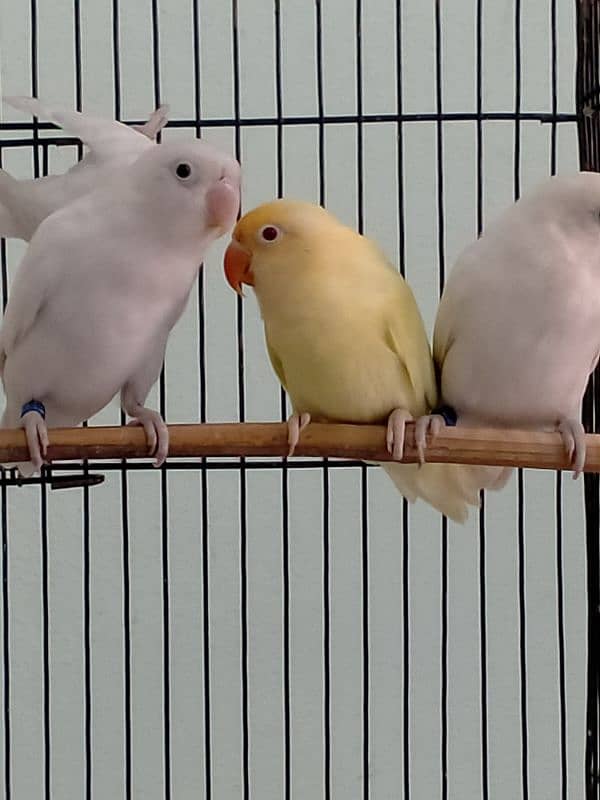 Love Bird / Cremino / Albino Red Eye & Split 8