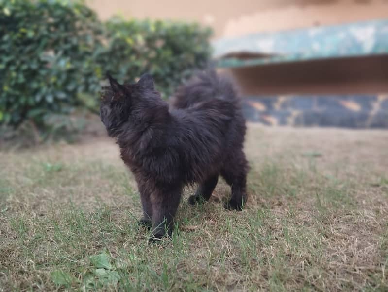 Persian cat for sale 3