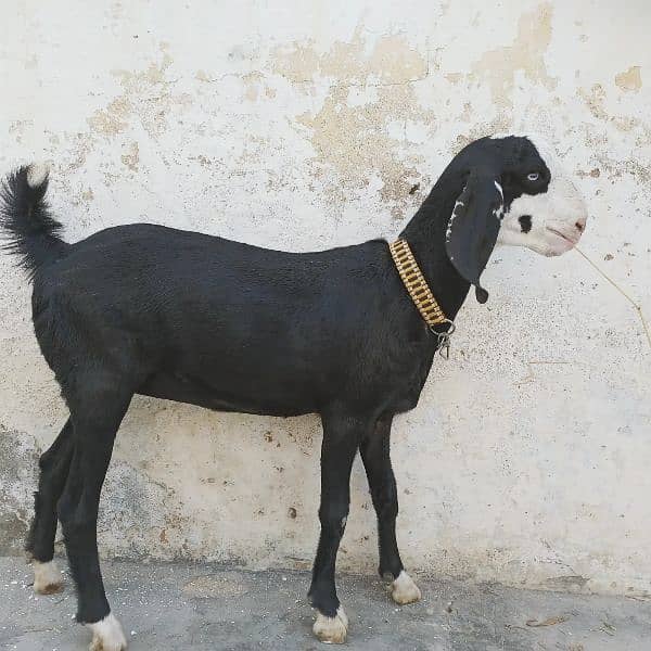 Mashallah! Khubsurat Black Ablac Queen For Sale! 1