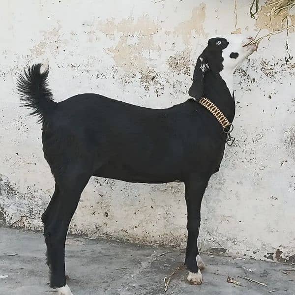 Mashallah! Khubsurat Black Ablac Queen For Sale! 2