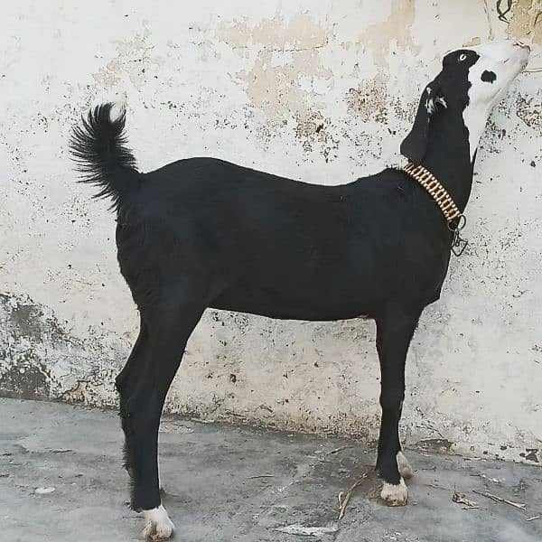 Mashallah! Khubsurat Black Ablac Queen For Sale! 3